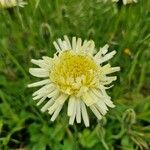 Hieracium berardianum Fula