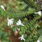 Angraecum distichum Blüte