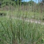 Arrhenatherum longifolium Habit