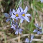 Sisyrinchium albidum Floare