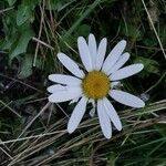 Leucanthemum heterophyllum 花