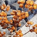 Achillea distans Gyümölcs