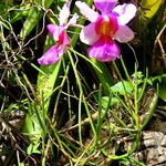 Papilionanthe teres Yeri