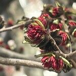 Parrotia persica फूल