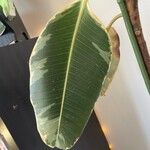 Ficus elastica Φύλλο