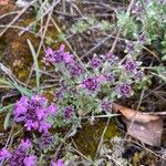 Thymus dolomiticus Habit