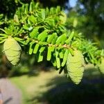 Tsuga heterophylla फल