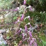 Himantoglossum adriaticum Flower