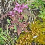 Pedicularis verticillata 整株植物