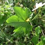 Lagenaria sphaerica Leaf