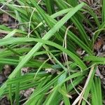 Carex pendula Leaf