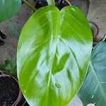 Philodendron martianum Frunză