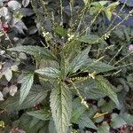 Verbena urticifolia Цвят
