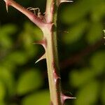 Rubus questieri Bark