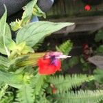 Cuphea llavea Kwiat