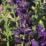 Salvia viridis Flower