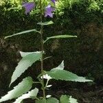 Campanula trachelium Habit