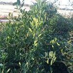 Gymnosporia senegalensis عادت داشتن