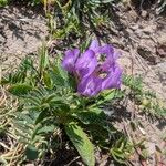 Astragalus danicus Blomst