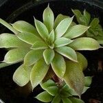 Graptopetalum rusbyi ഇല