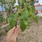 Prunus dulcis Blatt