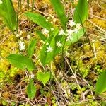 Maianthemum trifolium Lapas