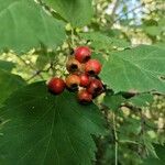 Crataegus submollis ഫലം