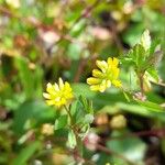 Trifolium dubium 花