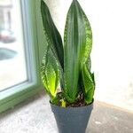 Sansevieria trifasciata Folha