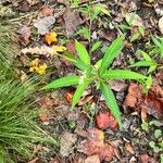 Polygonum persicariaKwiat