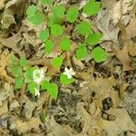 Anemonella thalictroides Flor