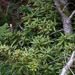 Rhododendron tomentosumLevél