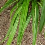 Liatris pycnostachya Hoja