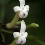 Galipea trifoliata Blomst