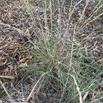Eragrostis curvula 花