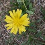 Hypochaeris radicata Blüte