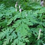 Dicentra formosa Fuelha