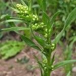 Artemisia dracunculus Feuille