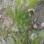 Vernonanthura nudiflora Plante entière