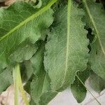 Rumex conglomeratus Leaf