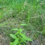 Persicaria punctata Leaf