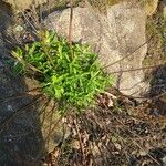 Artemisia suksdorfii Leaf