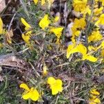 Cytisus galianoi Leaf