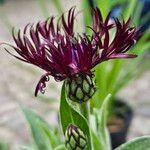 Centaurea triumfettii ফুল