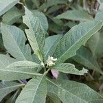 Solanum umbellatum Leaf