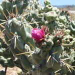 Cylindropuntia cholla Hábito