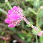 Erica tetralix Flor