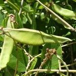 Canavalia rosea Fruit