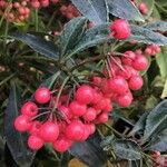 Ardisia crenata Froito