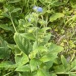 Pentaglottis sempervirens Blad